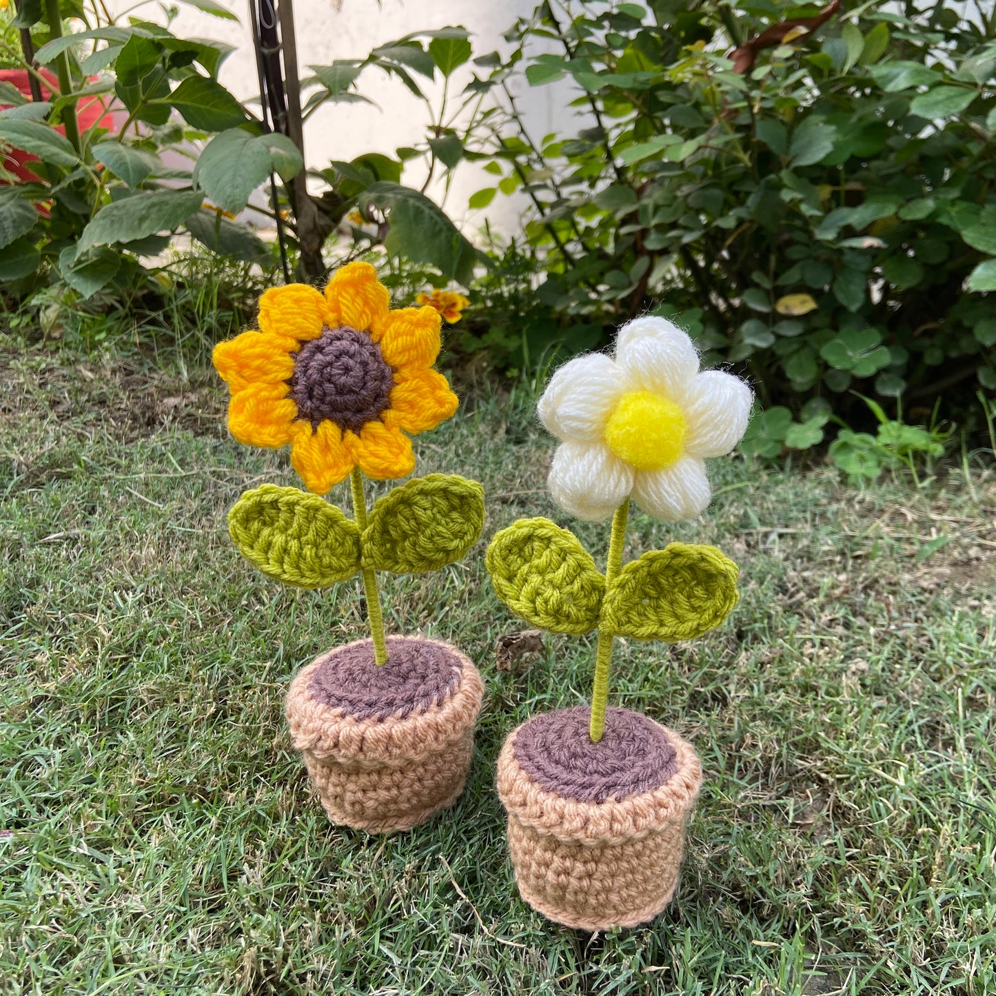 Sunshine Daisy Pot combo