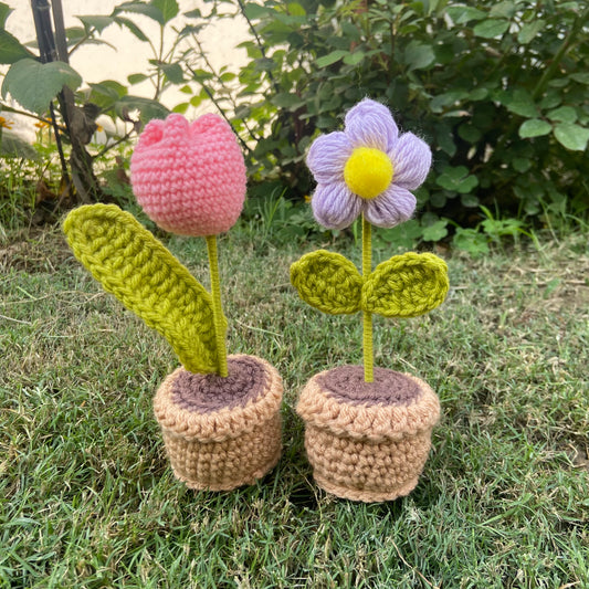 Tulip and Daisy Pot combo