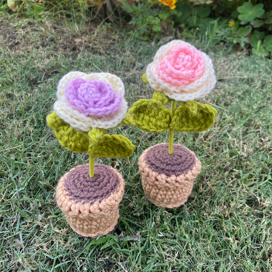 Ombré Rose Pot