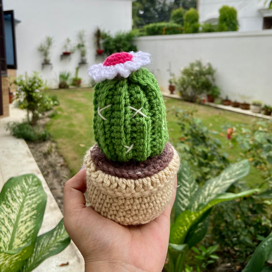 Cactus Pot